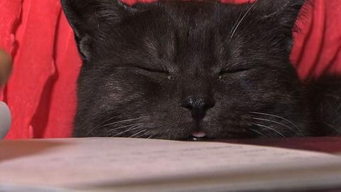 Impflingen Kater Oskar