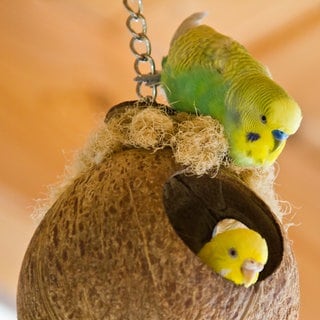 Wellensittiche im und am Nest