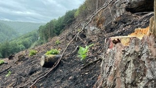 Verbrannte Waldbrandläche zwischen Rodalben und Pirmasens