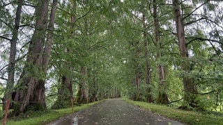 Auf der Insel Mainau gibt es eine Allee aus Urweltmammutbäumen.