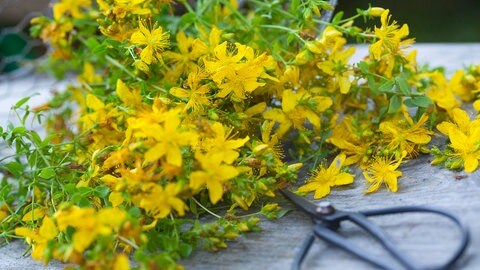Johanniskraut: Darum machen Schnecken im Garten einen Bogen