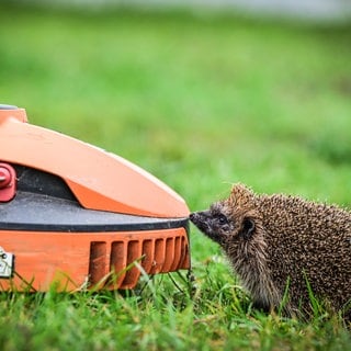 Igel vor Mähroboter. Crashtests mit Igel-Dummys zeigen, ob die Roboter gefährlich sind.
