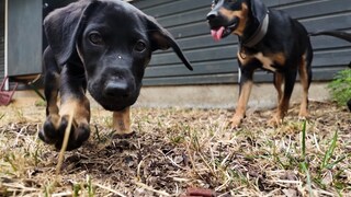 Hundewelpen im Tierheim Ludwigsburg