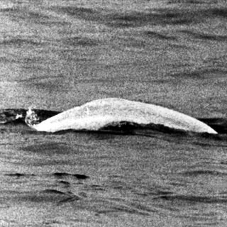 "Moby Dick", der weiße Beluga-Wal, der am 18. Mai 1966 in Höhe von Duisburg-Neuenkamp von den Rheinschiffern Bernd Albrecht und Willi Dethlevs gesichtet wurde und tagelang die Nation in Atem hielt, schwimmt am 12. Juni 1966 weiter stromaufwärts. 
