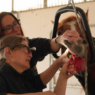 Reportage Pferdedentistin