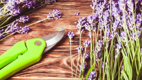 Lavendel schneiden