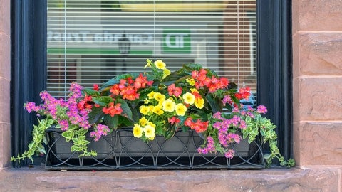 Sommerblumen in einem dunklen Balkonkasten.