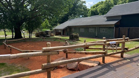 Kängurus im Heidelberger Zoo