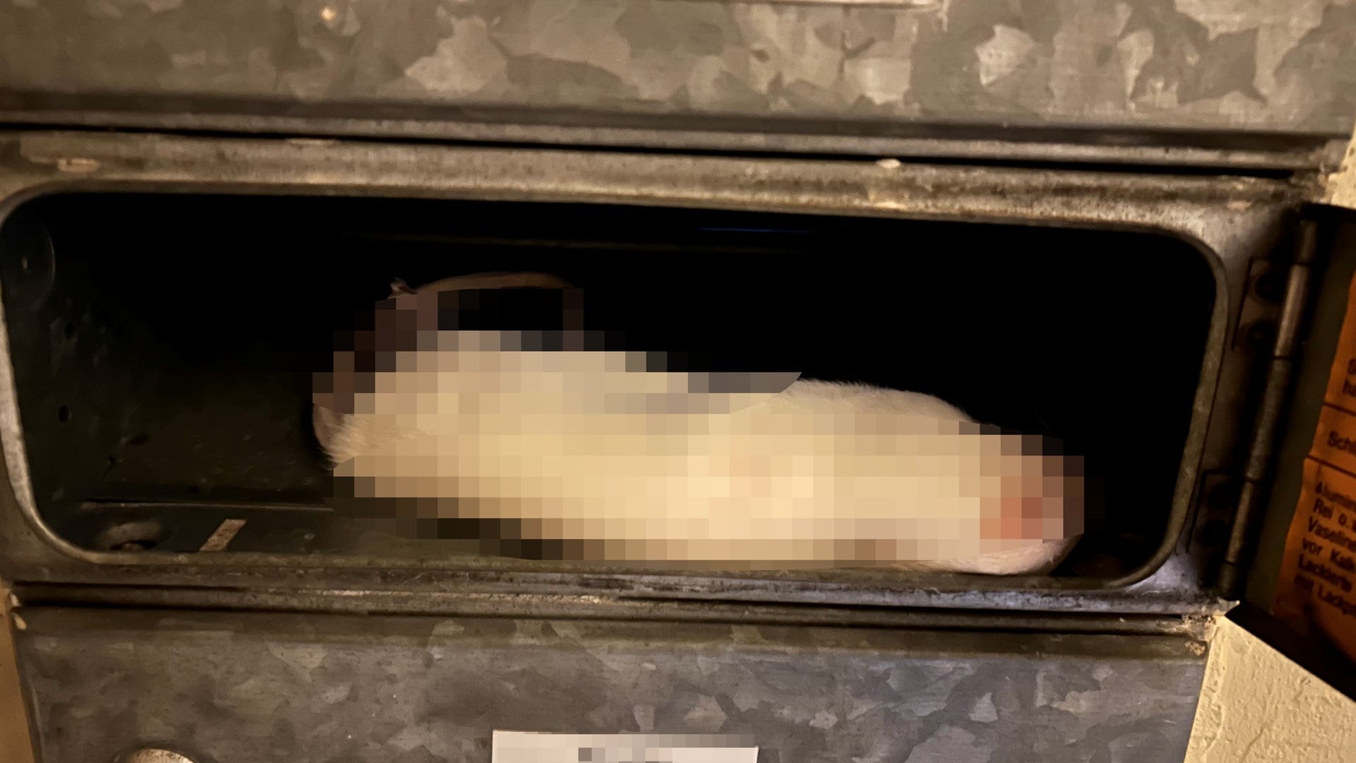 Offenburger Rassismusgegnerin findet tote Ratte im Briefkasten