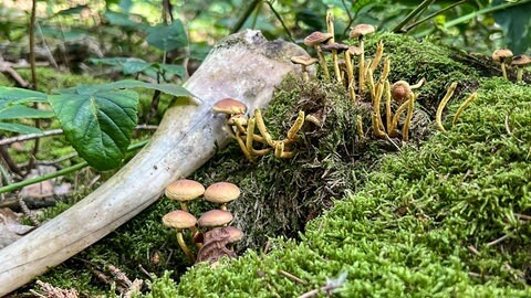 Viele der wenigen gefundenen Pilze sind bereits vertrocknet.