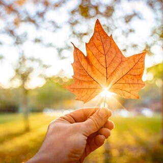 Sonniger Herbst: Jemand hält ein orangefarbenes Blatt in die Sonne