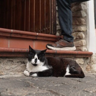 Kater sitzt vor einem Hauseingang