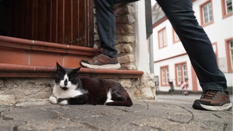 Kater sitzt vor einem Hauseingang