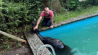Während auf dem Aschbacherhof bei Trippstadt das Wasser aus dem Pool gepumpt wird, stabilisiert ein Retter den Kopf des Tieres am Beckenrand und beruhigt das erschöpfte Tier. 
