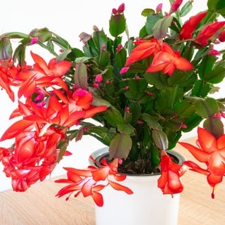 Weihnachtskaktus mit roten Blüten
