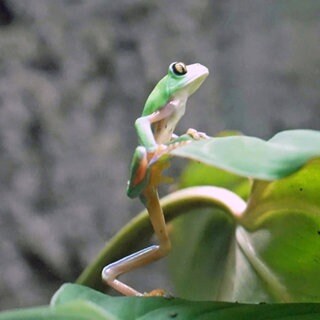 Ein grüner Baumkletterfrosch sitzt auf dem grünen Blatt einer Monsterra.