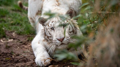 Die weiße Tigerin Charlota lebt in der Tierauffangstation in Maßweiler. 