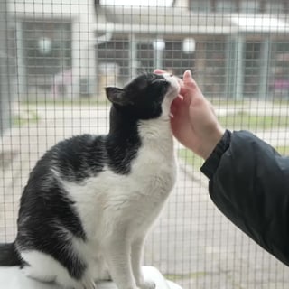 Katze im Tierheim Karlsruhe