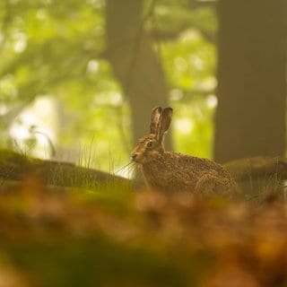 Im Pfälzerwald untersuchen Forscher das Leben der Feldhasen