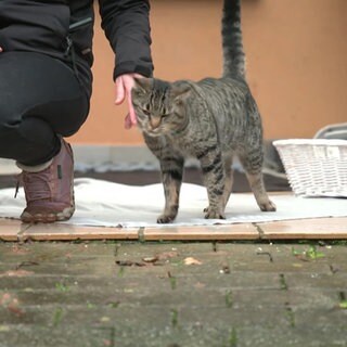 Getigerte Katze wird gestreichelt