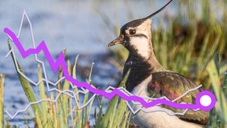 Eine Grafik zeigt den zurückgehenden Bestand an Kiebitzen in Deutschland. Der Vogel ist in Rheinland-Pfalz vom Aussterben bedroht.