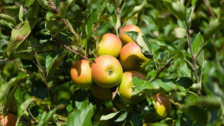 Äpfel der Sorte Cox Orange