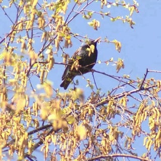Vogel sitzt in einem Baum