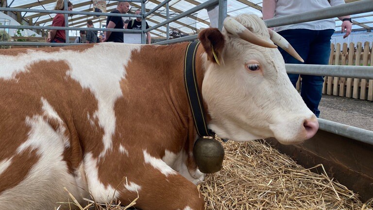 Kuh liegt im Streichelzoo auf dem Maimarkt