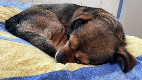 Im Tierheim in Idar-Oberstein leben rund 200 Tiere. Viele wurden aus traumatischen Verhältnissen befreit.