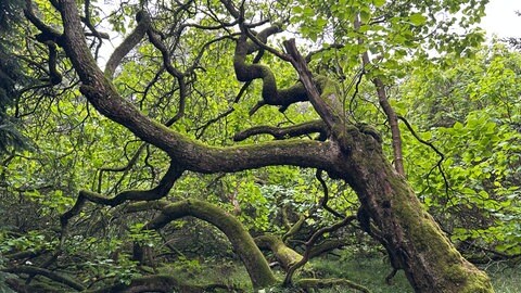 Ein Trompetenbaum auf der Insel Mainau. Die Baumsammlung der Insel umfasst etwa 250 verschiedene Arten, darunter auch viele seltene und imposante Bäume.