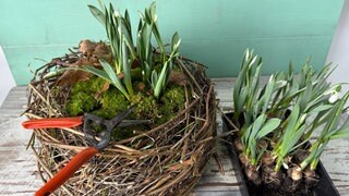 Nest mit Winterblühern