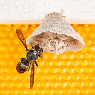 Eine Asiatische Hornisse an einem Nest in Aufbau.