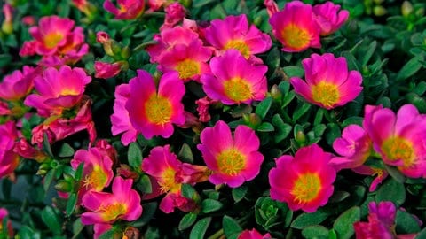 Diese Pflanzen kommen gut mit Hitze klar und sind für Balkonkästen geeignet: Portulakröschen blühen pink. 