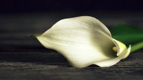 Eine Calla Lilie liegt auf dunklem Holz. Tod - Trauer - Sterben. Über den Tod, das Sterben und die Trauer wird viel zu wenig gesprochen. Deshalb tun wir es in SWR1 Baden-Württemberg! Ihr findet hier Infos zu Hospiz, Palliativmedizin, Bestattung und Trauerbegleitung.