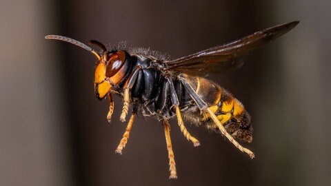 Die invasive asiatische Hornisse frisst rund 50 verschiedene Insektenarten, 43 davon sind für die Bestäubung wichtig.