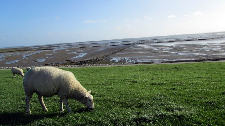 Deichschafe haben Vorfahrt. Wenn die Lorenbahn über den großen Nordseedeich fährt, muss sie warten, bis die Schafe die Strecke freigegeben haben.