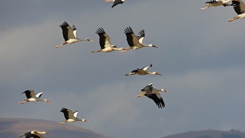 Am Himmel fliegen Weißstörche, die auf dem Zug sind. In Bingen hat der NABU die ersten Störche im Januar gesichtet.