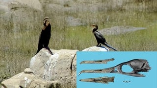 Eingeblendet eine Schädelrekonstruktion der größeren Kormoranart aus der Hammerschmiede im Vergleich zu heute lebenden Vögeln. 