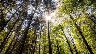 Sonne satt, der Wald durstet