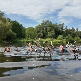 Schwimmen mit Rentieren
