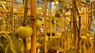 Tomaten im Gewächshaus der Uni Tübingen: Kann KI Pflanzenzüchtern in Zeiten des Klimawandels helfen? Nachgefragt bei Professor Lahaye.