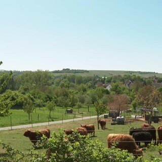 Kühe in Stadecken-Elsheim