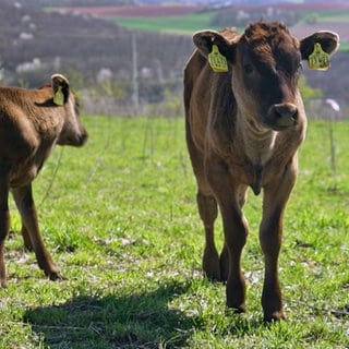 Kälbchen auf dem Kahlforster Hof