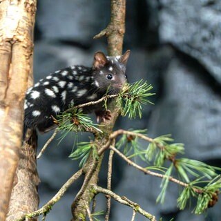 Die Jungtiere der Quolls erkunden selbständig ihre Anlage im Nachttierbereich der Terra Australis in der Wilhema Stuttgart.
