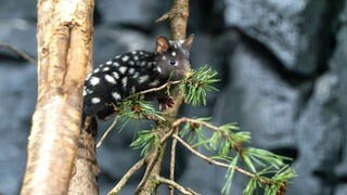 Die Jungtiere der Quolls erkunden selbständig ihre Anlage im Nachttierbereich der Terra Australis in der Wilhema Stuttgart.