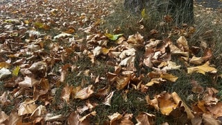 Dem Pälzerwald hat die Dürre der vergangenen Wochen schwer zu schaffen gemacht.