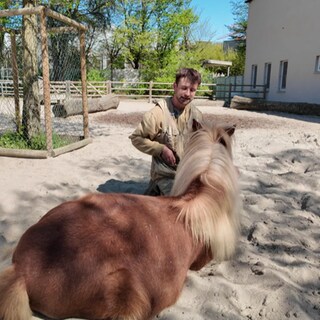 Ein junger Mann in Tierpflegerkleidung kniet vor einem liegenden Shetlandpony.