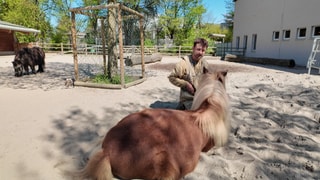 Ein junger Mann in Tierpflegerkleidung kniet vor einem liegenden Shetlandpony.