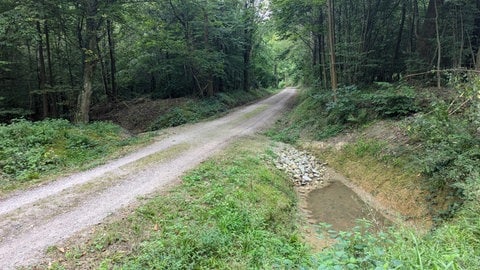 Teilweise wurden Wälder auch durch Rohre im Boden entwässert. Die hat die Forstliche Versuchs- und Forschungsanstalt Baden-Württemberg mit Rigolen, also Schottersteinen, ersetzt, um das Wasser zu halten.