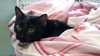 Eine Katze wurde aus einer Wohnung gerettet. Symbolfoto. In Ludwigshafen haben Einsatzkräfte eine Katze aus einer vermüllten Wohnung befreit.